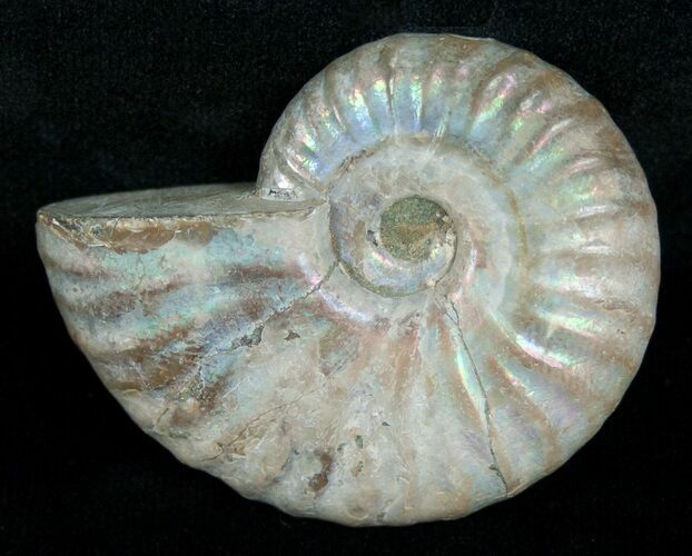Silver Iridescent Ammonite Madagascar #5224
